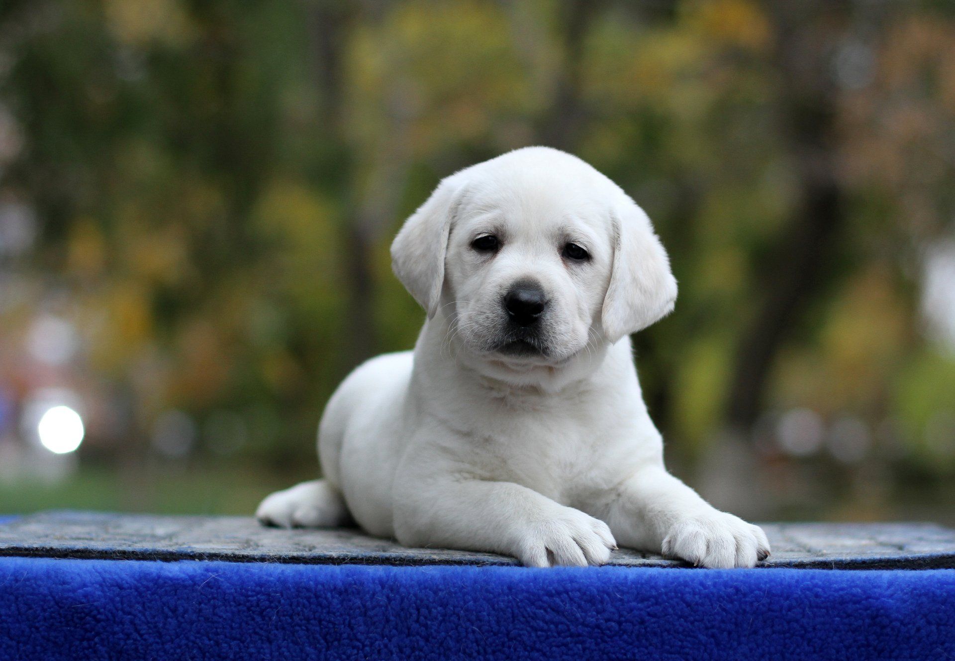 A white puppy is laying on a blue blanket.