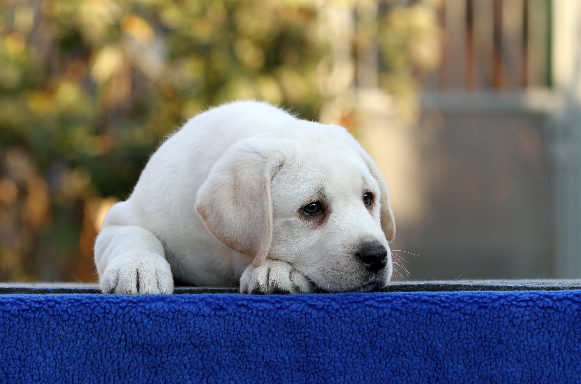 A white puppy is laying on a blue blanket.