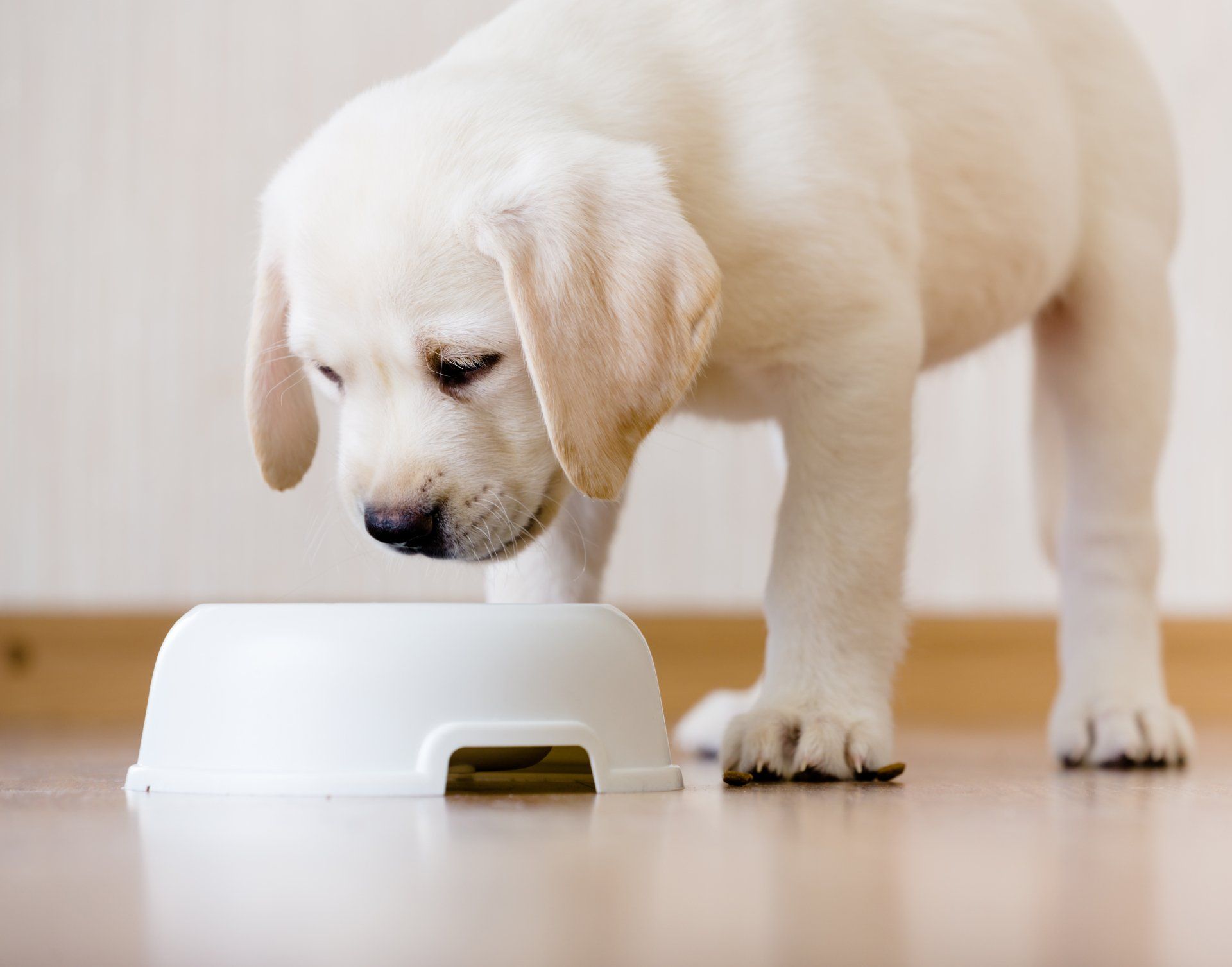 A puppy is eating from a white bowl on the floor.