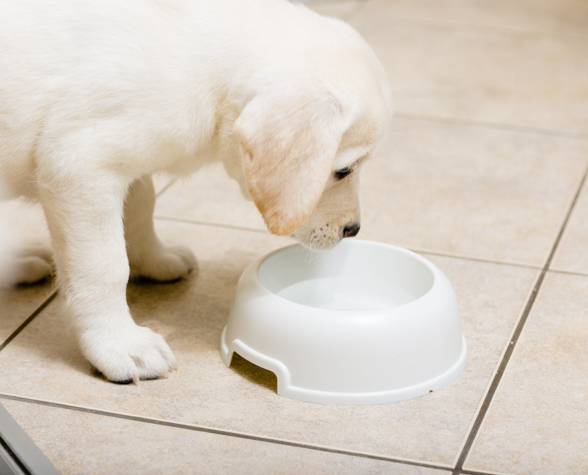A puppy drinking water from a white bowl