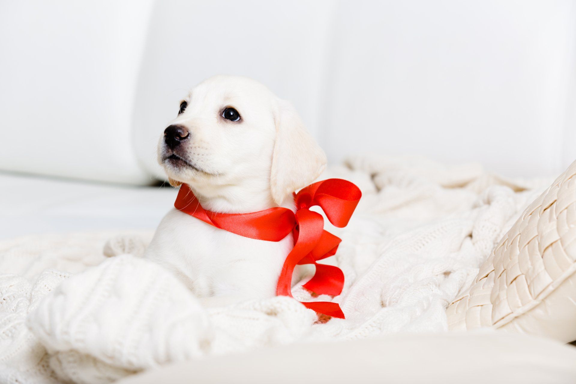 A white puppy is wearing a red ribbon around its neck.