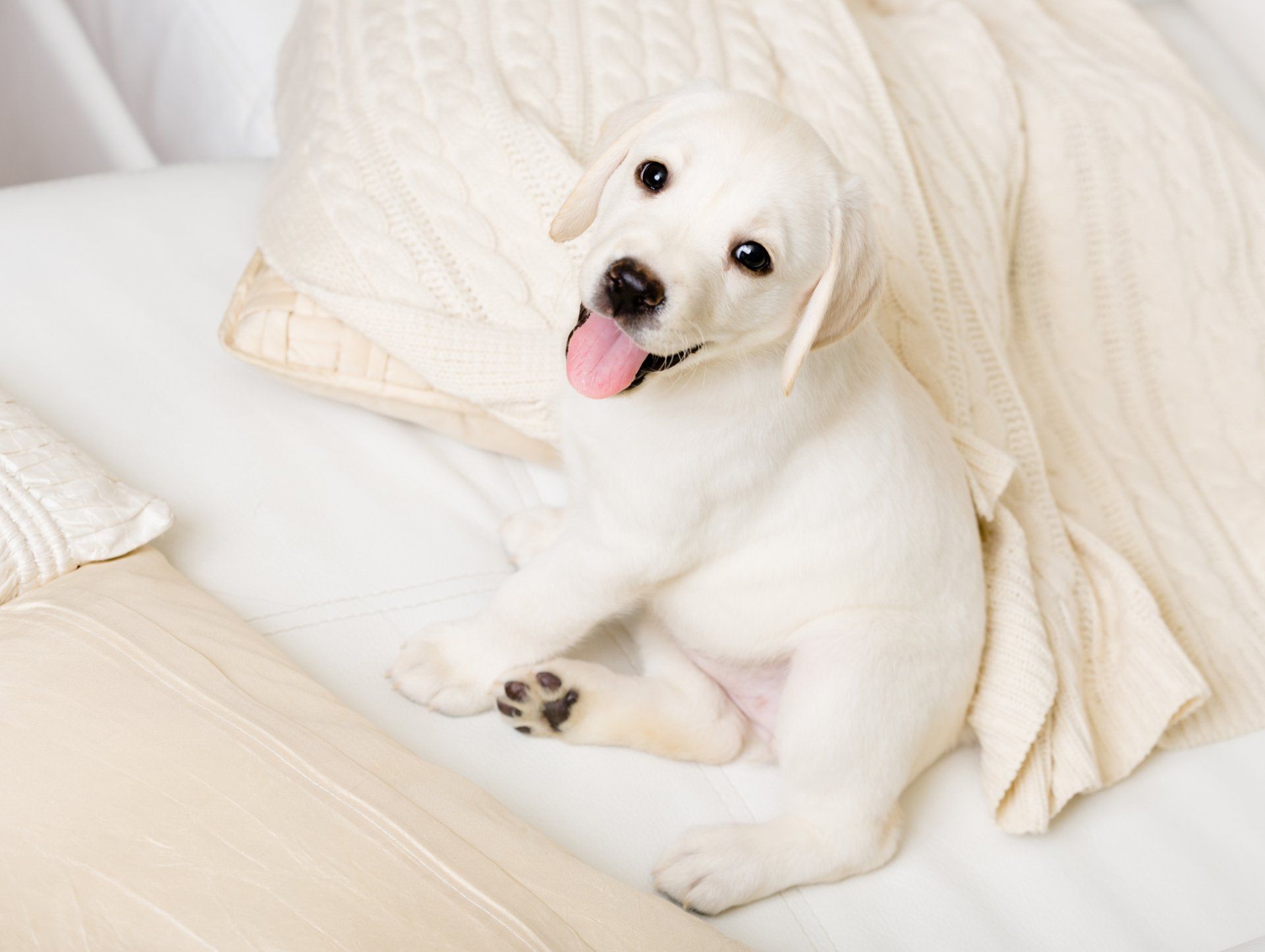 White Golden Retriever Puppy on pillow and bed with white sheets
