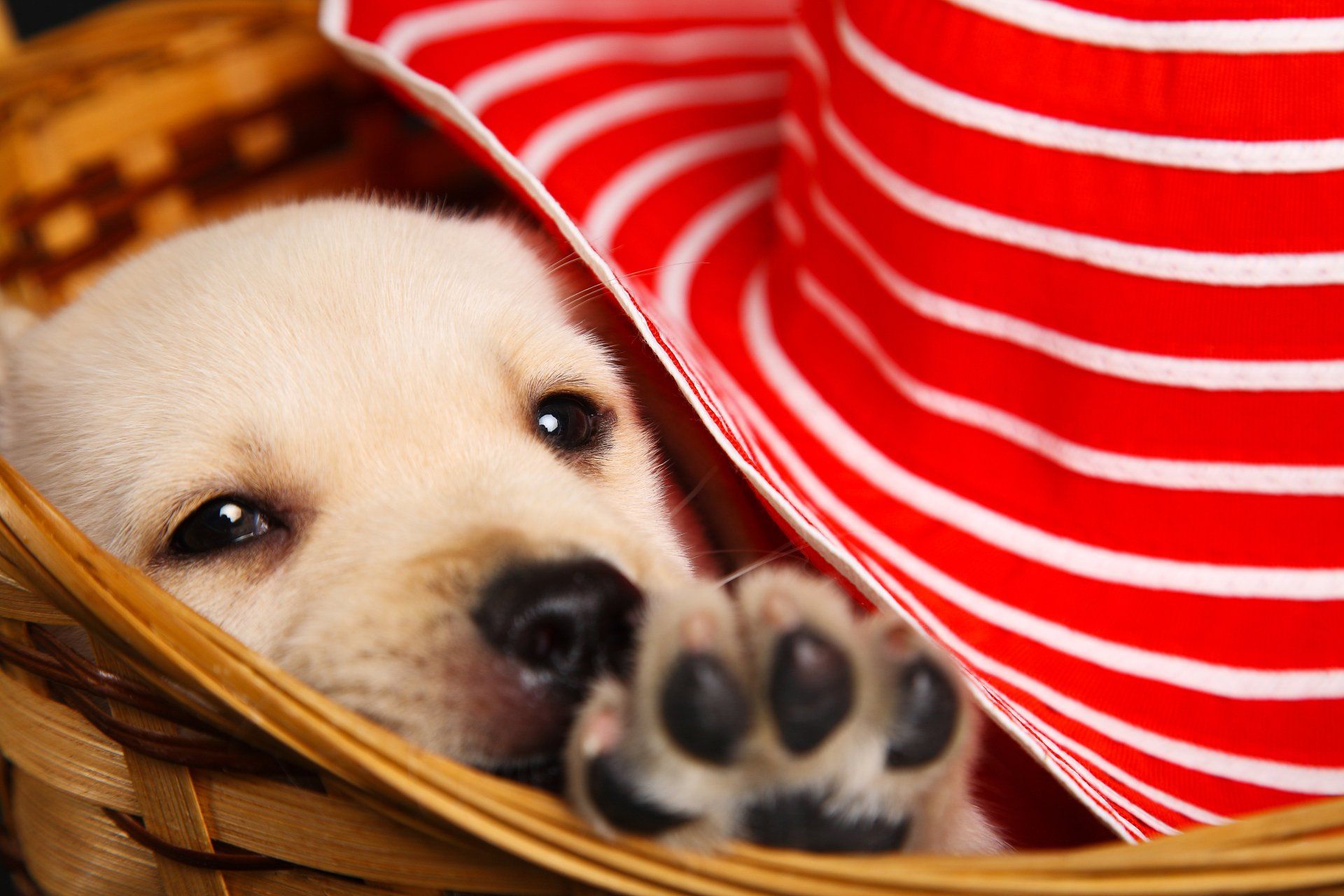 A puppy is laying in a basket next to a red and white striped hat