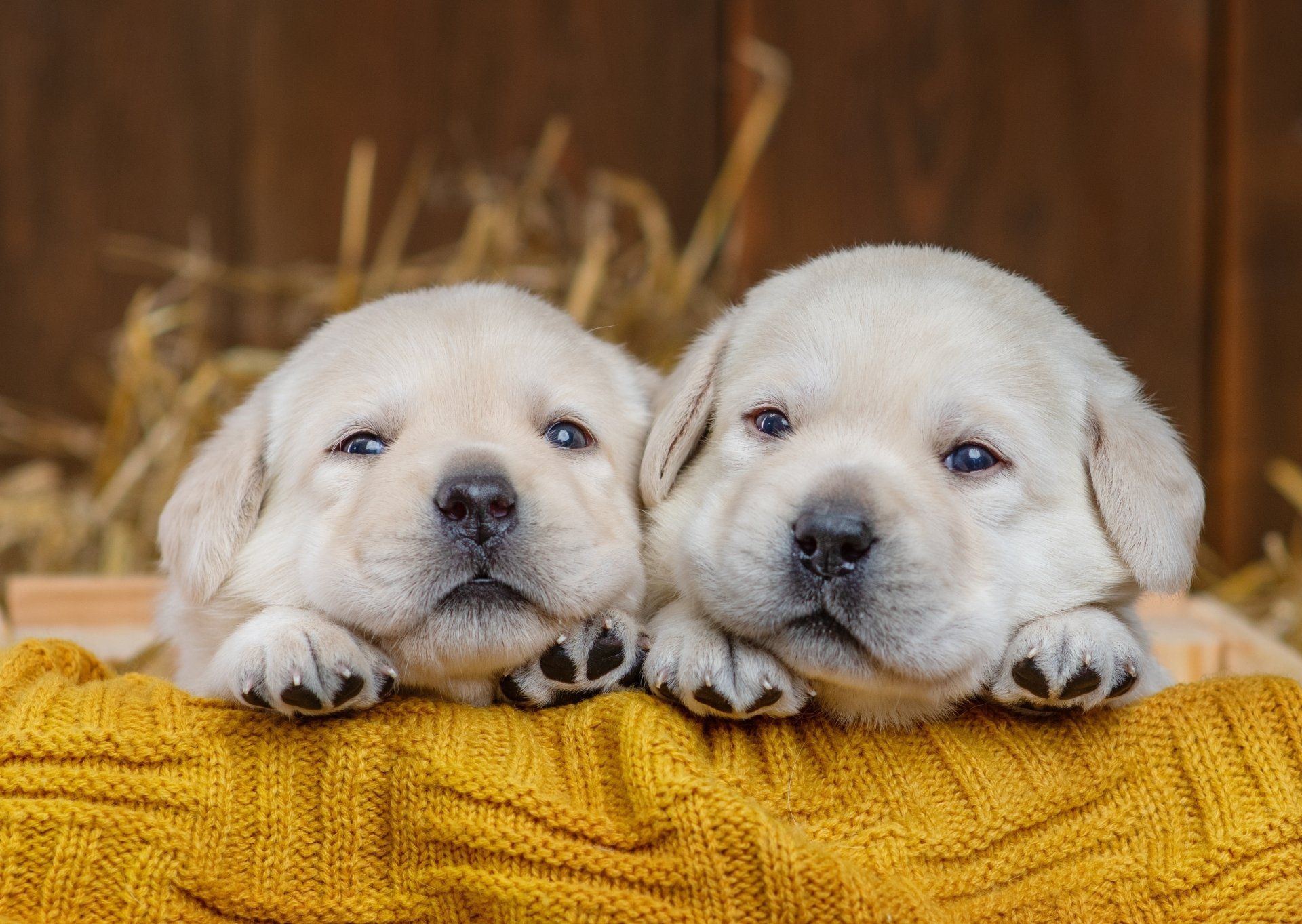 Two puppies are laying next to each other on a yellow blanket.