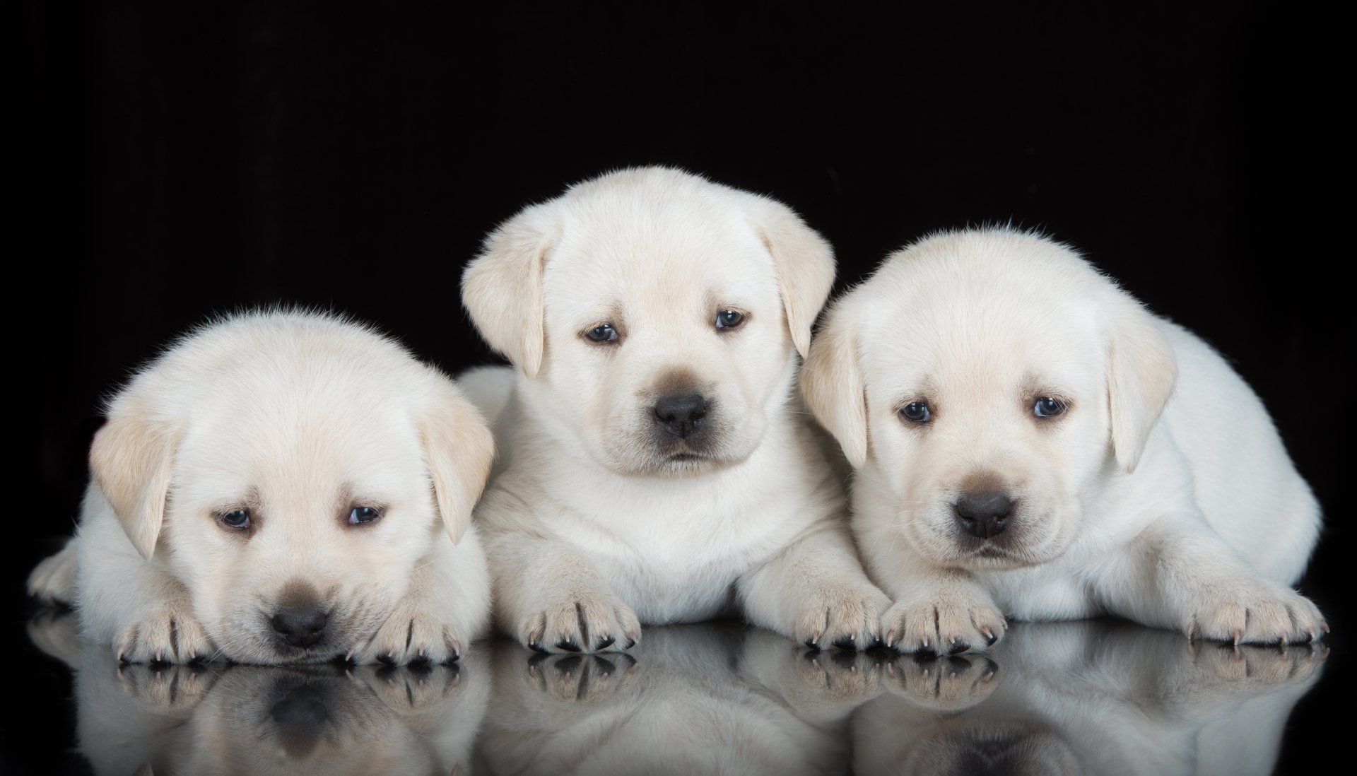 Three white puppies are laying next to each other on a black background.