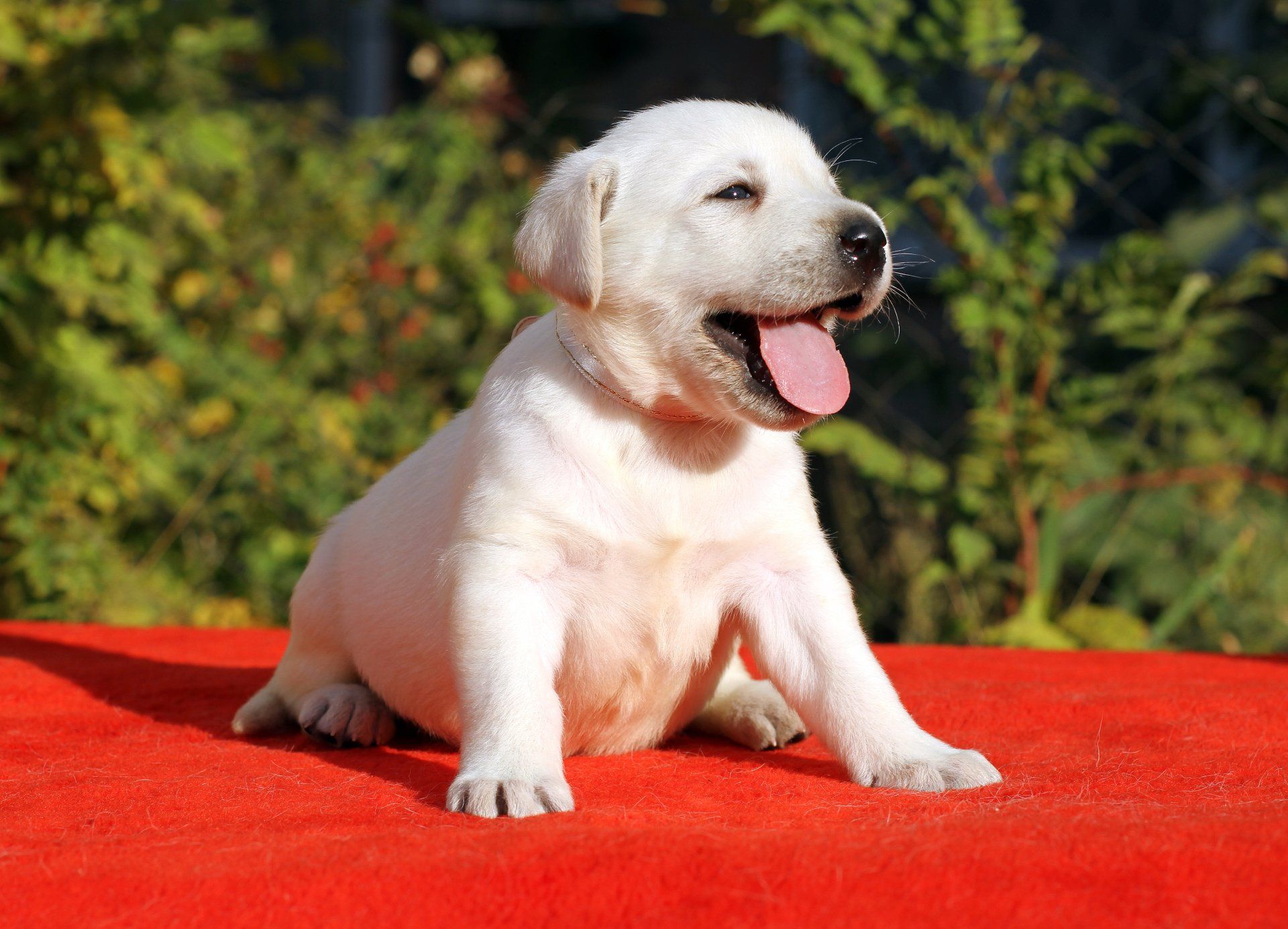 A white puppy is sitting on a red carpet with its tongue out.