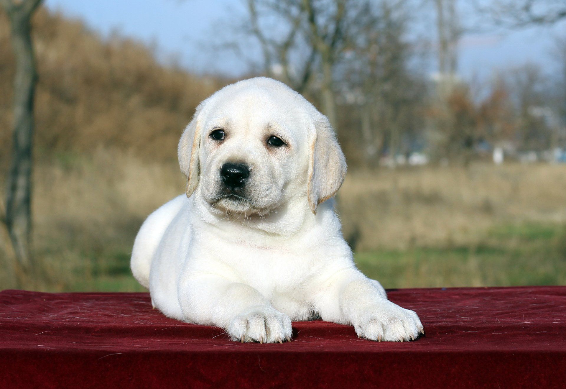 White Golden Retriever Puppy lying on wooden table outside.