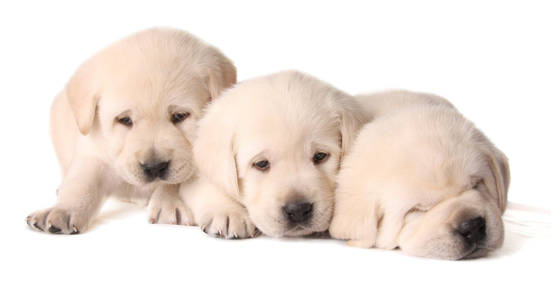 Three puppies are sleeping next to each other on a white background.