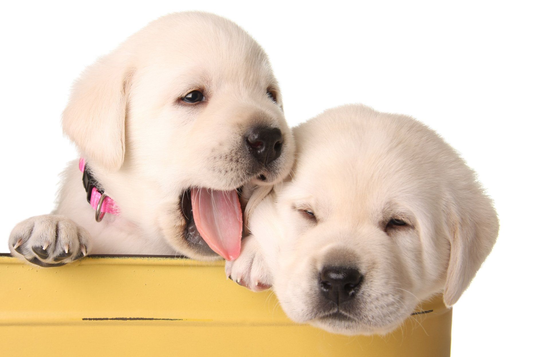 Two puppies are sticking their tongues out of a yellow box.