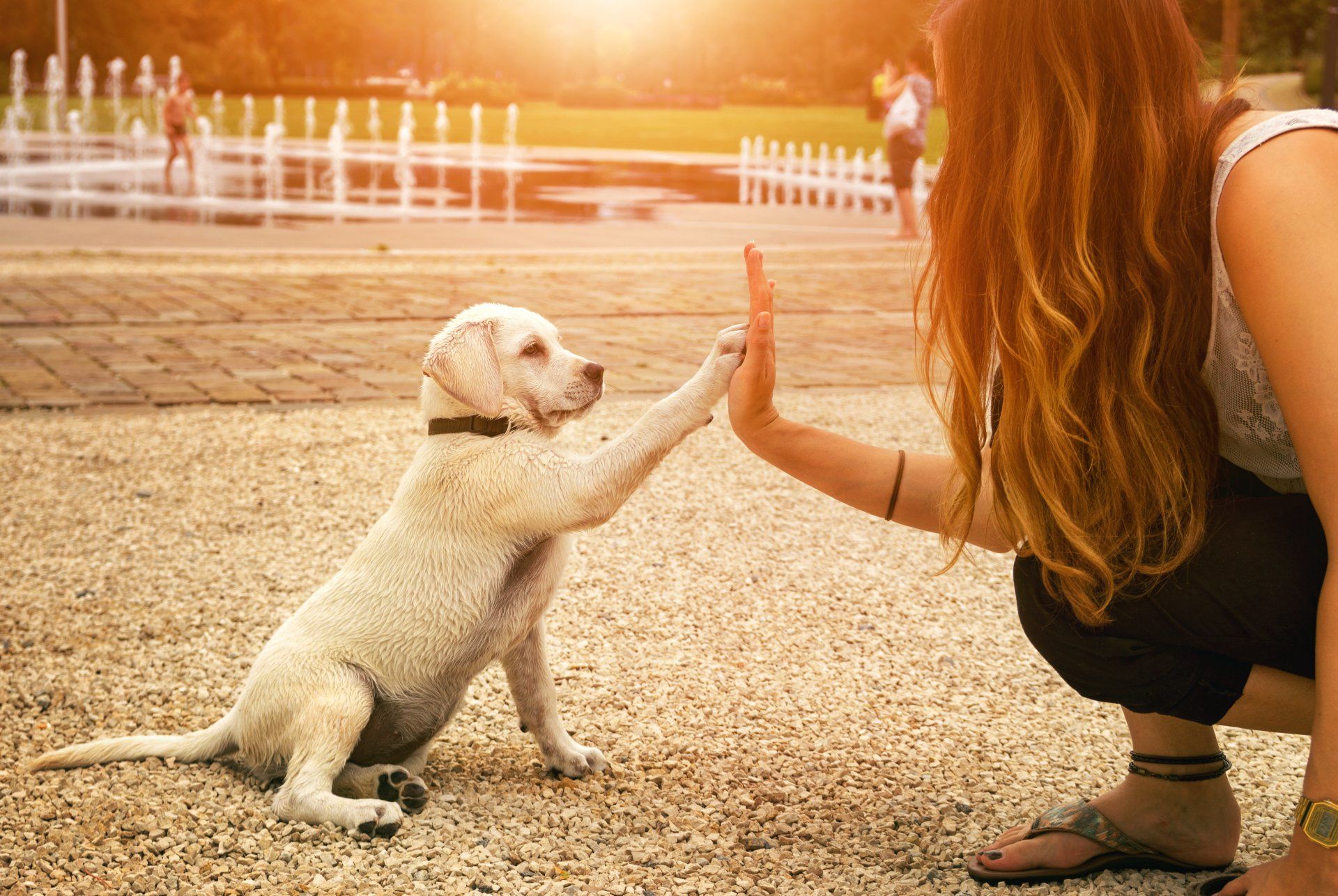 A woman is giving a high five to a puppy.
