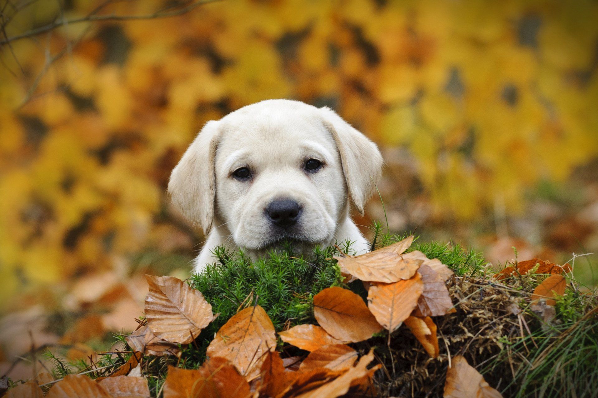Cute White Golden Retriever Puppy on pile of dried leaves