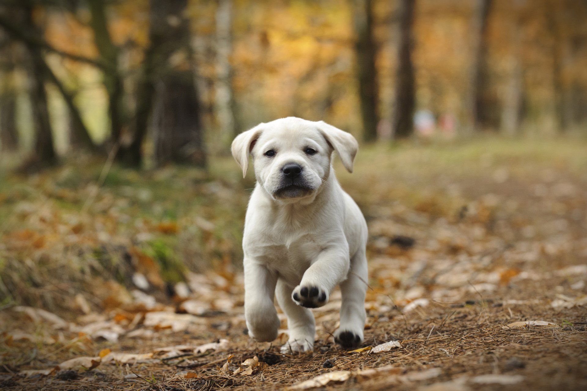 White Golden Retriever Puppy Running Outside of Forest