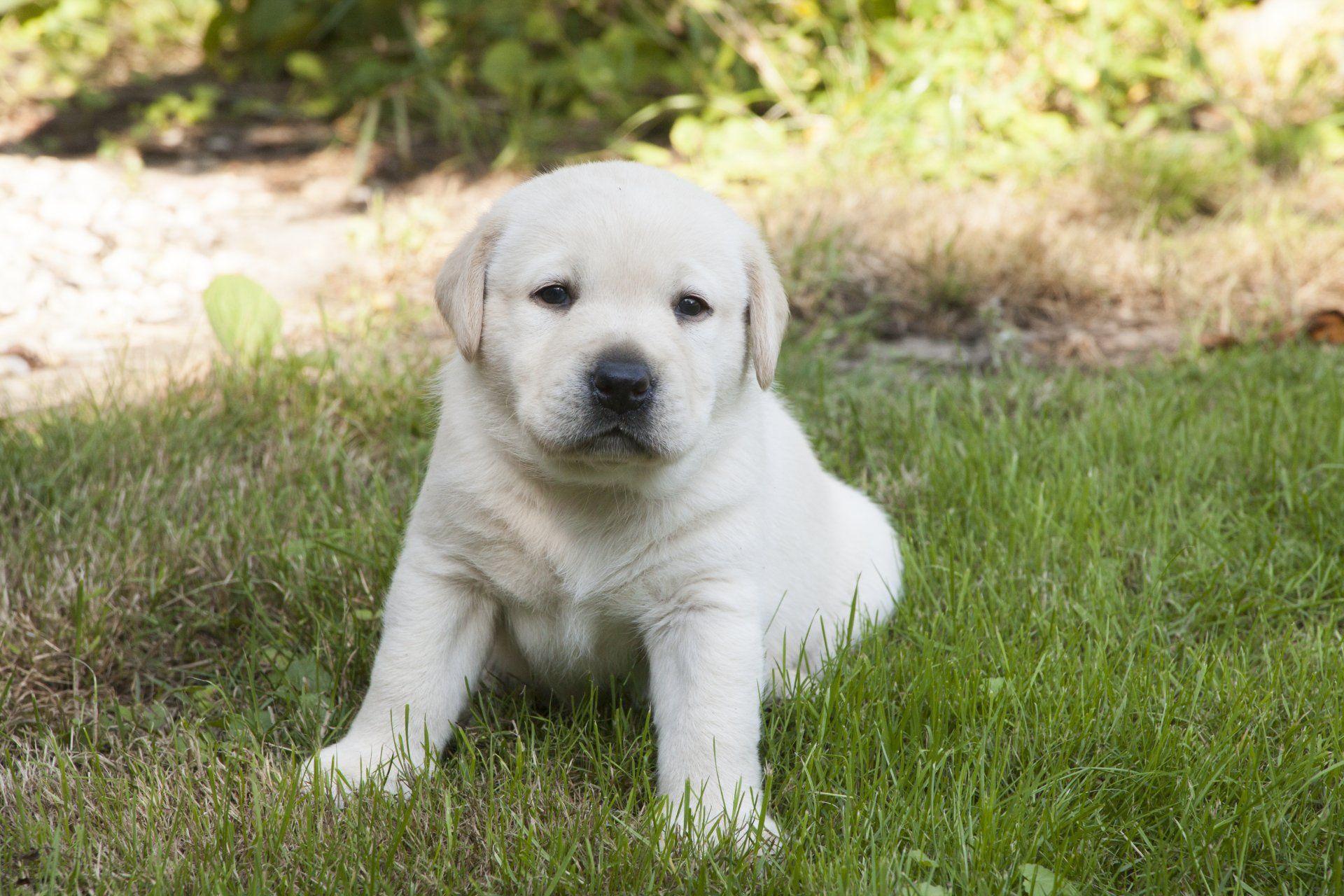 A white puppy is sitting in the grass and looking at the camera.