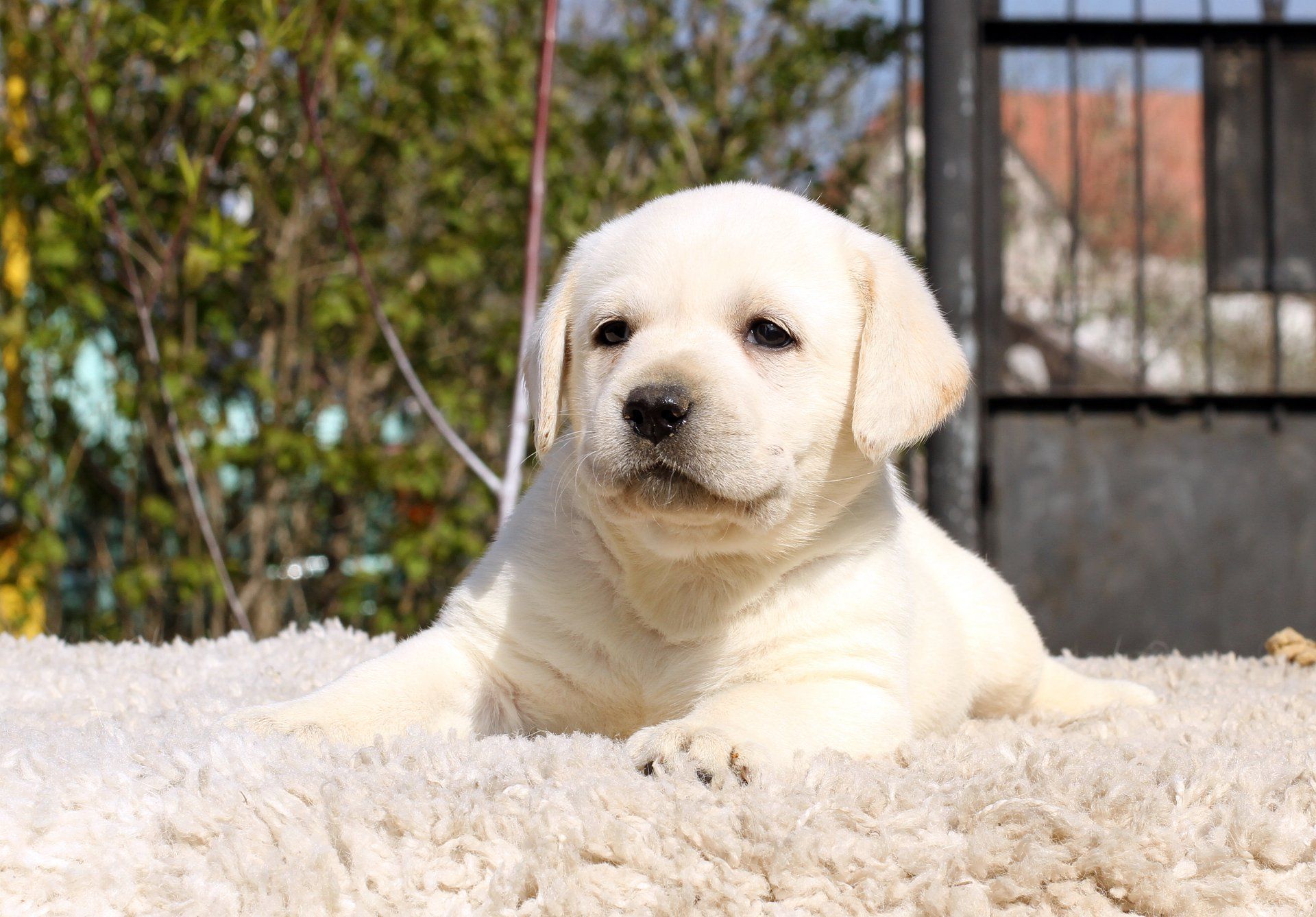 White Golden Retriever Puppy on white fur or rug outside