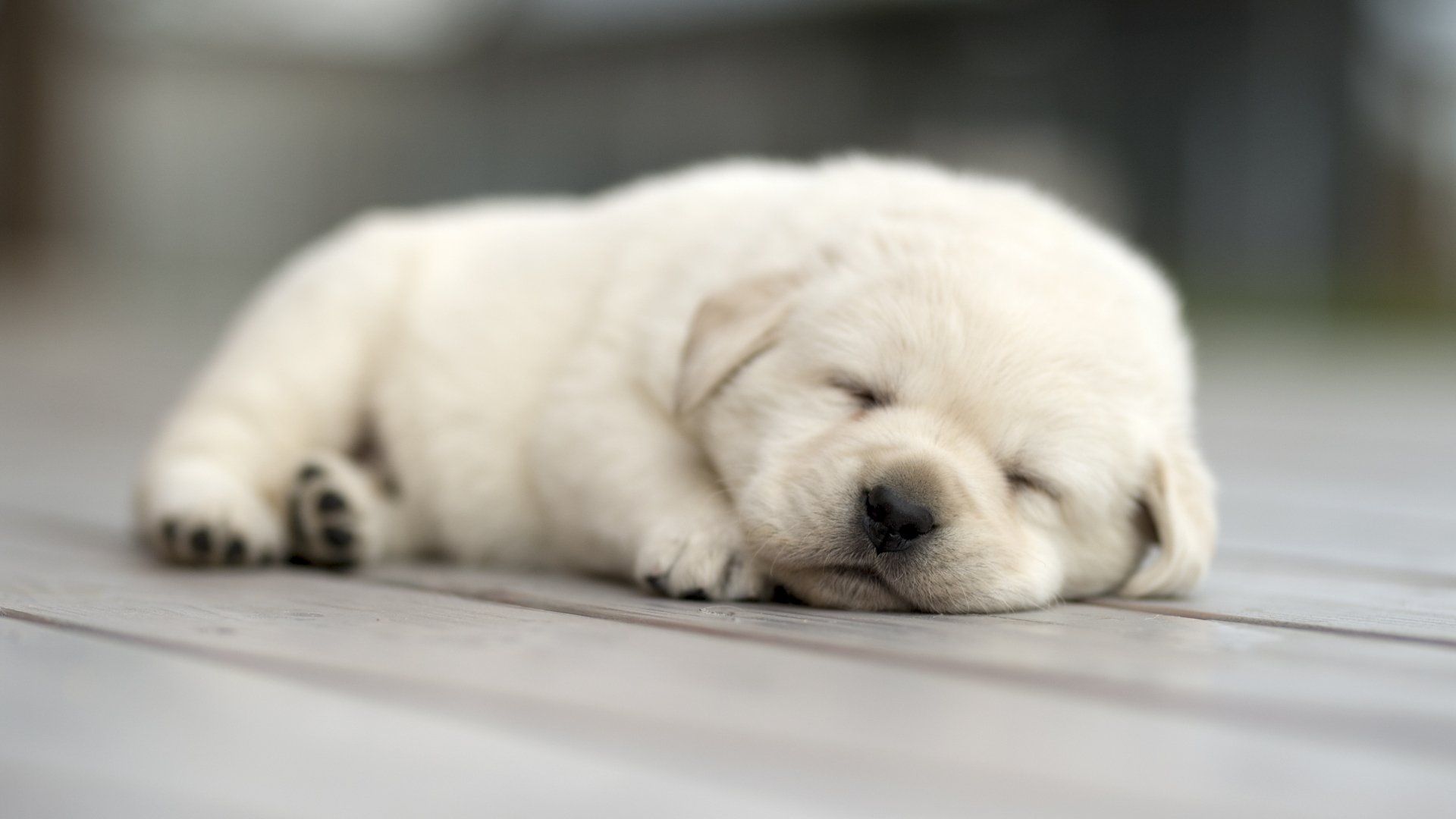 A white puppy is sleeping on a wooden floor.