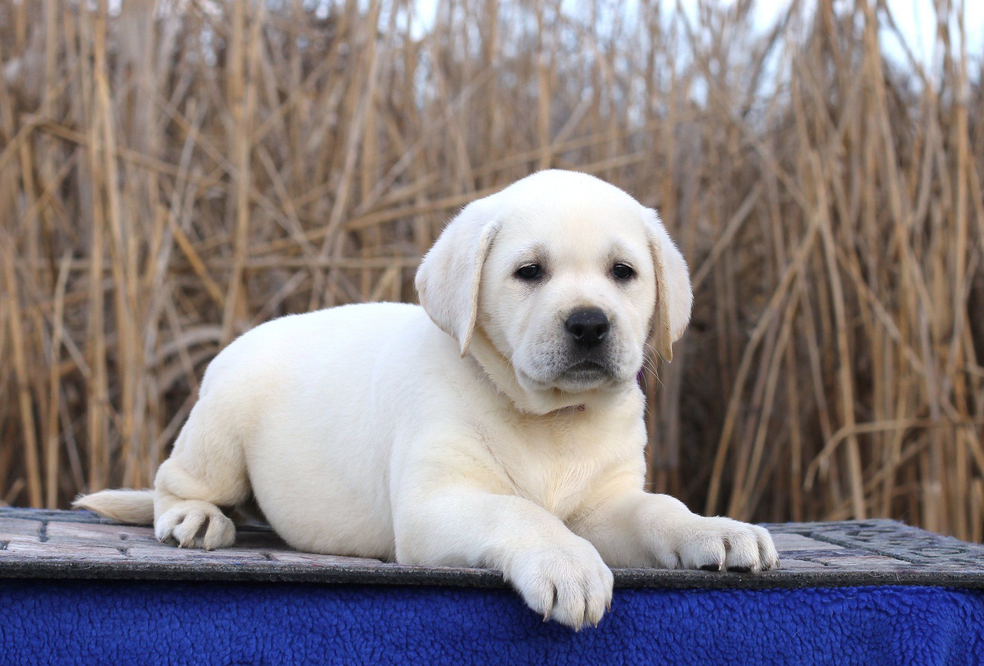 A white puppy is laying on top of a blue blanket.