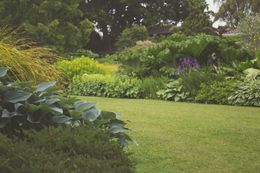 A lush green garden with lots of plants and trees