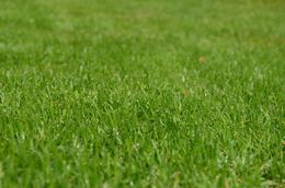 A close up of a lush green field of grass.