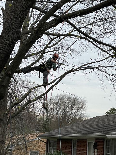 A man is cutting a tree branch in front of a house