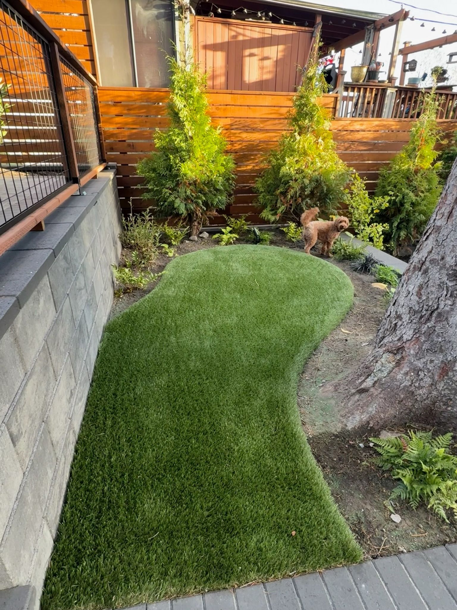 Curved artificial grass patch in a small landscaped backyard beside a stone wall and wooden fence.