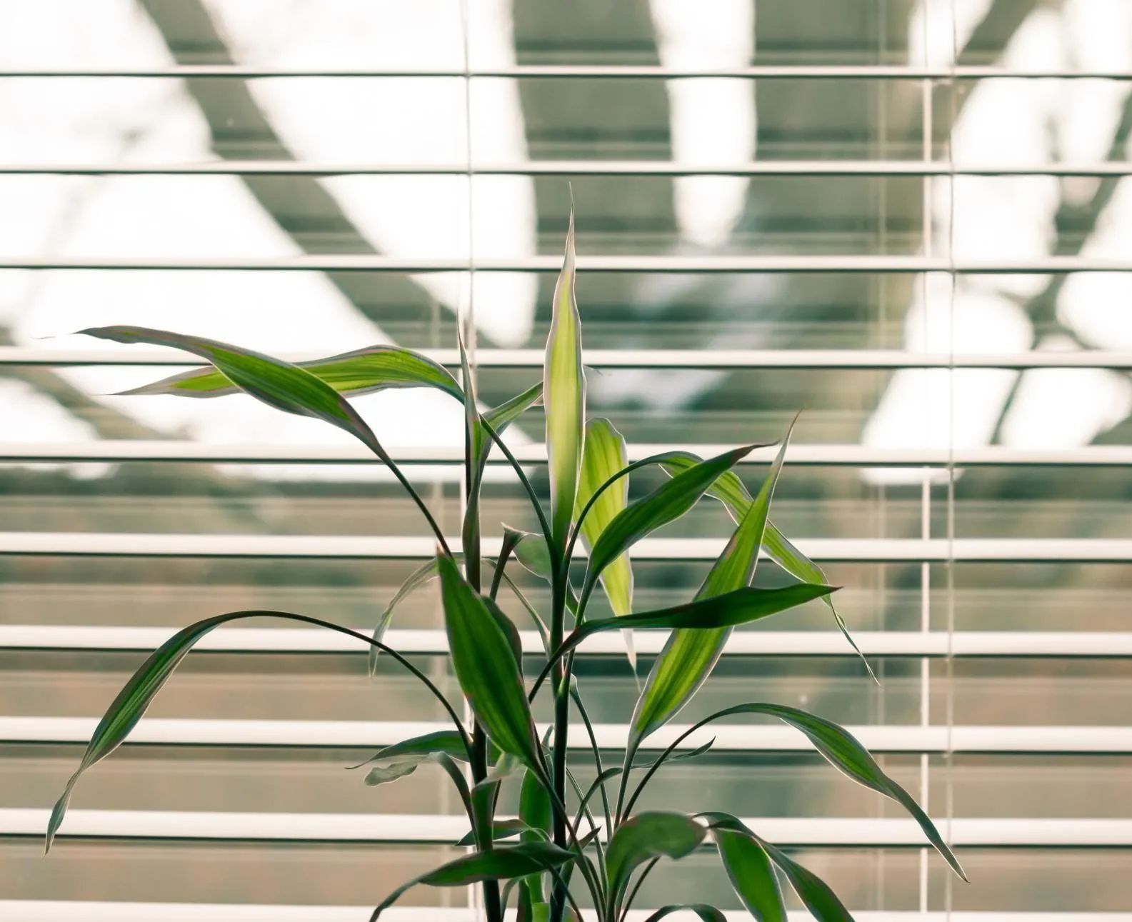 Aluminium Venetian Blinds