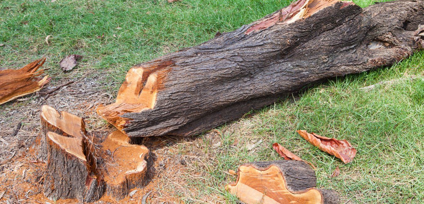 Tree Felling, Tree Felling Near Me, Garsfontein, Pretoria