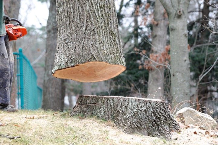 An image of Tree Removal in Topeka KS