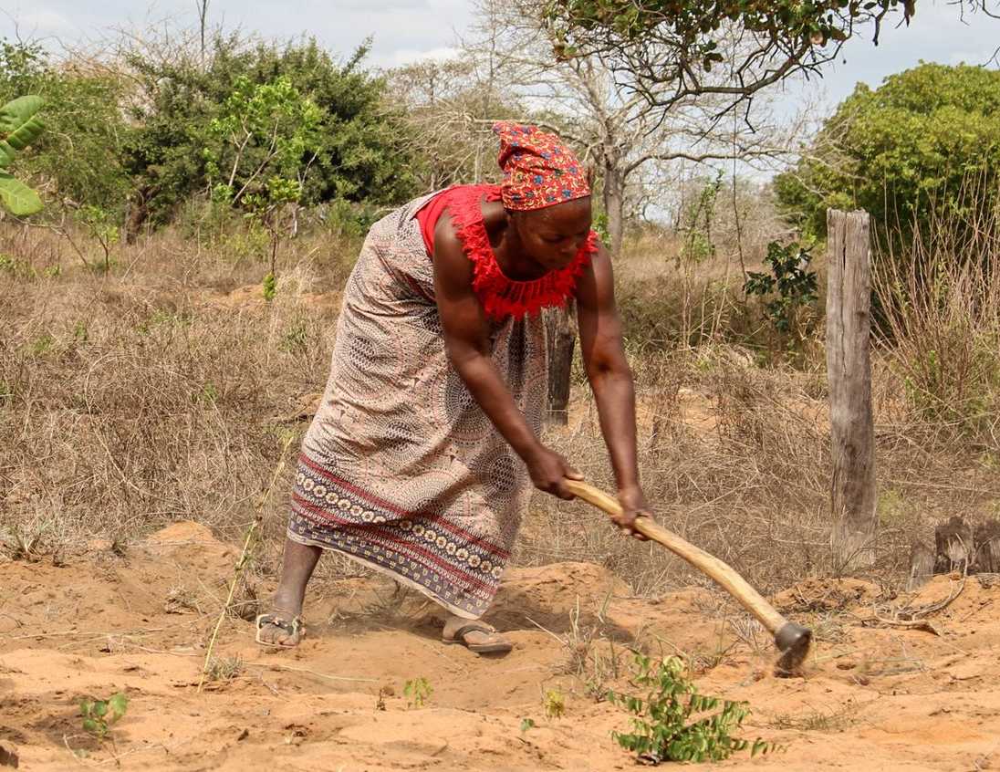 The impact at origin of Sunshine Nuts in Mozambique is truly remarkable