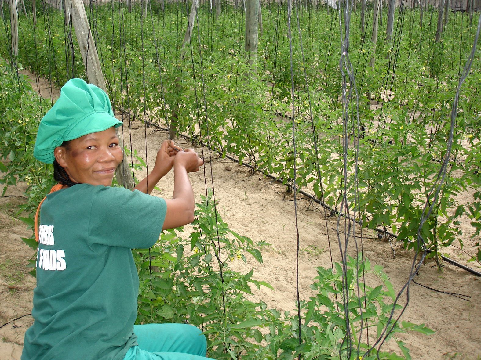 Fresh chillies grown in South Africa