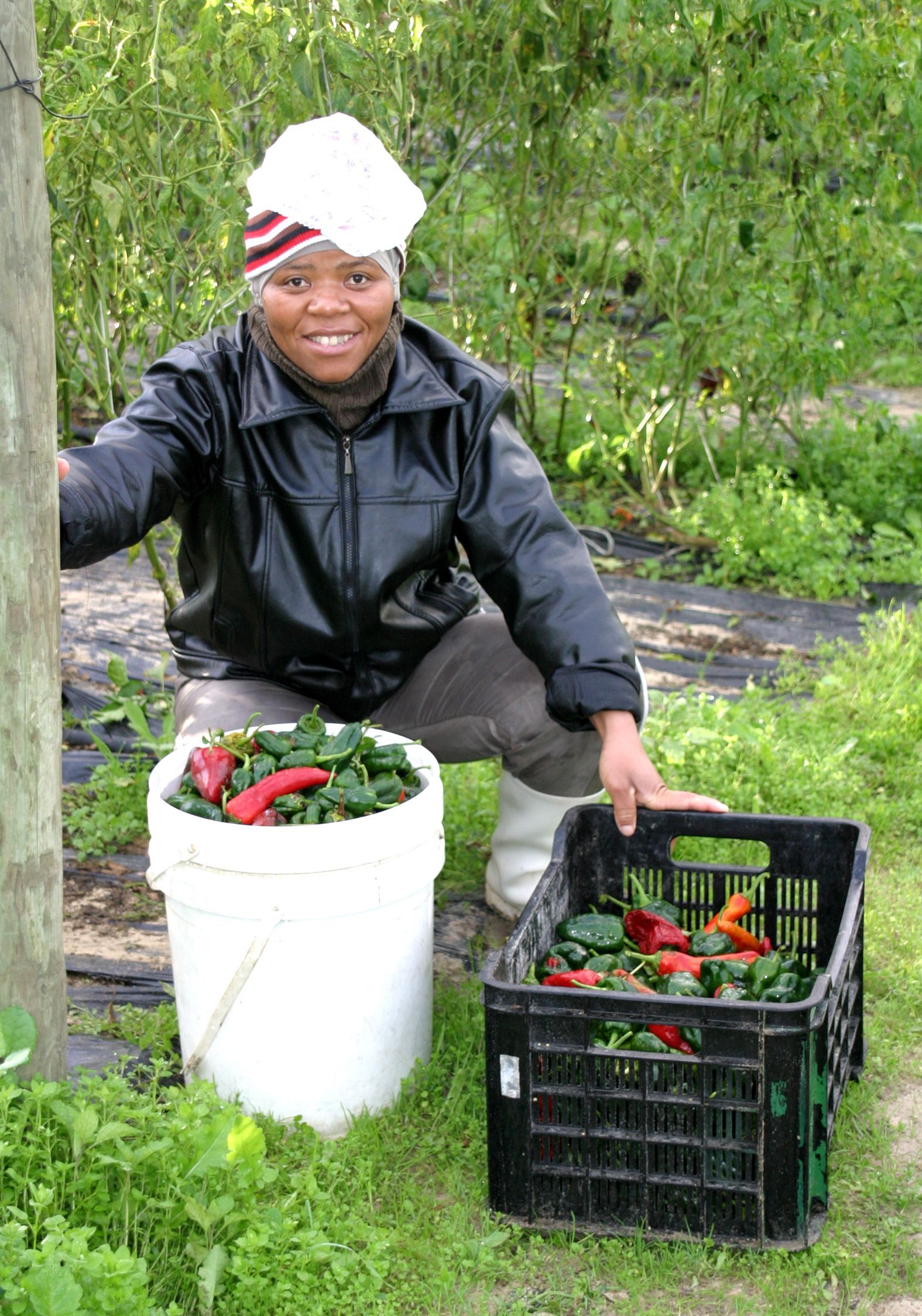 A woman farmer in South Africa harvesting her chillies ready or them to be turned into chilli sauce