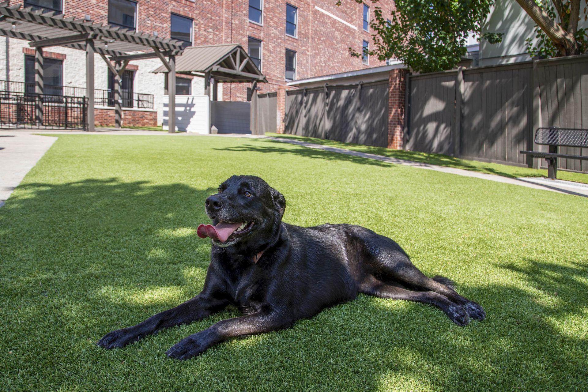 A black dog lying on the grass in a landscaped outdoor area with a building in the background.