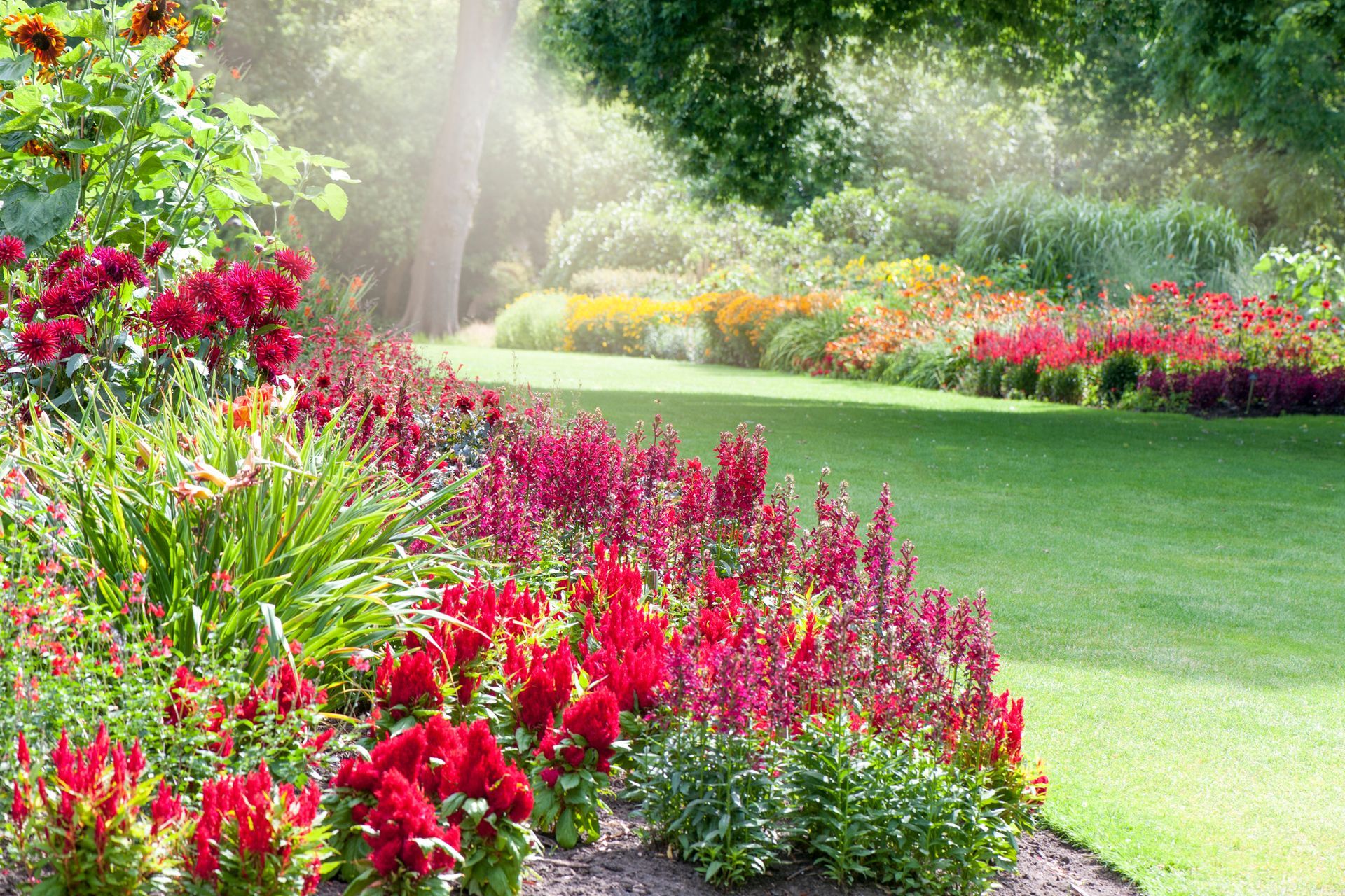 A garden filled with lots of red flowers and green grass.