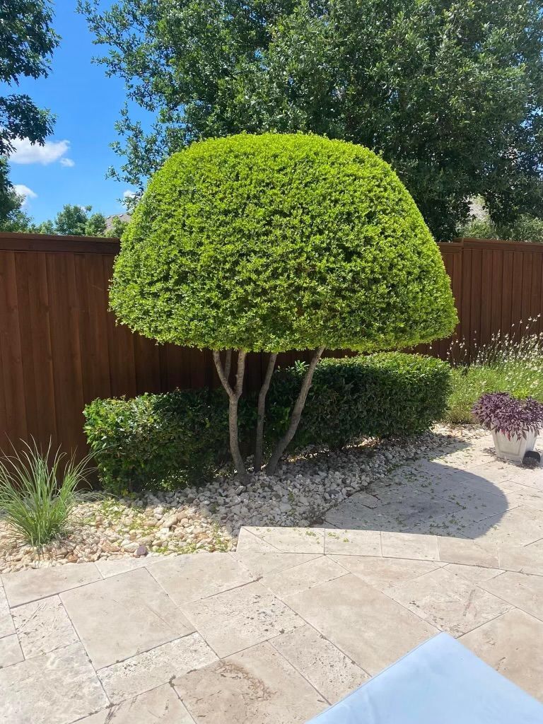 A large green bush is sitting on a patio next to a wooden fence.