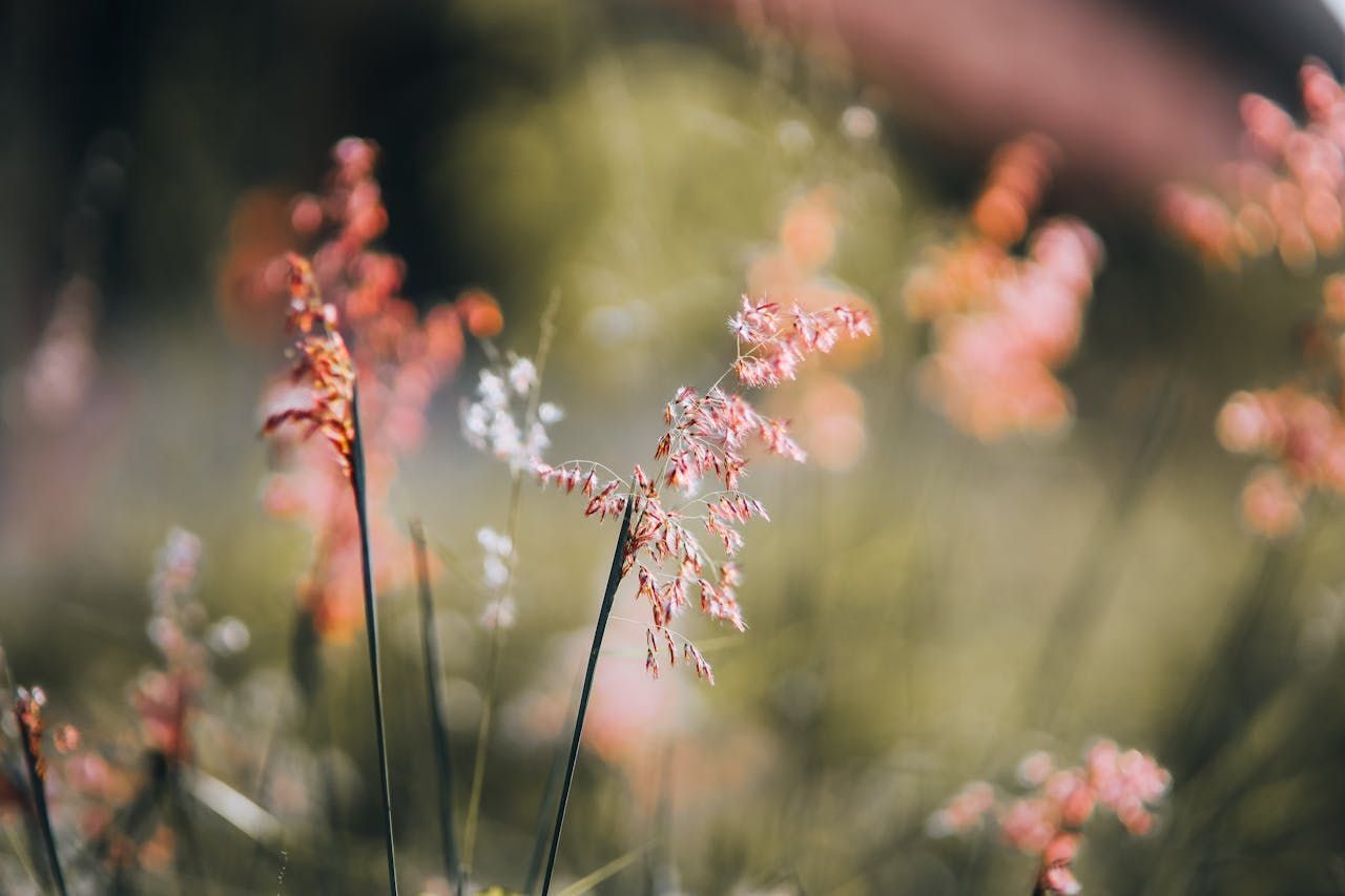 pink grass flowers in Beech Creek, PA 
