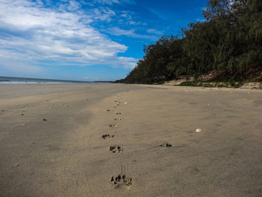 There Are Footprints In The Sand On The Beach — CAL AUTO Mobile Roadworthys in Woodgate, QLD