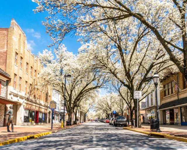 A city street lined with cherry blossom trees on a sunny day.