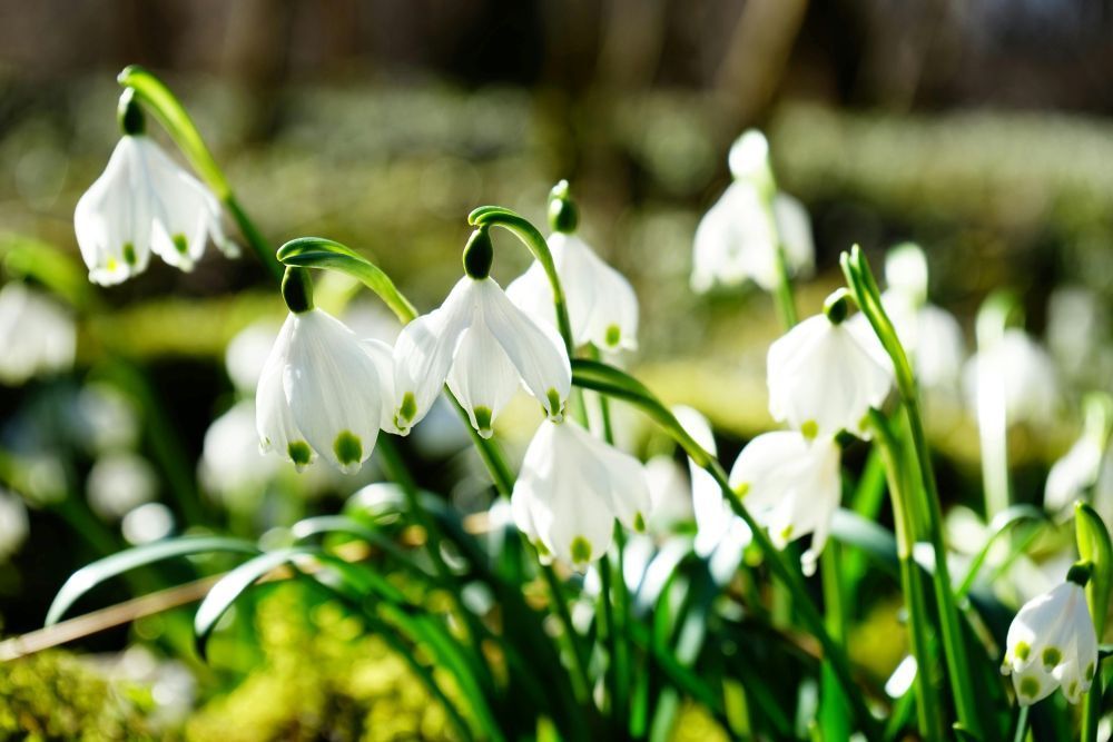 Colesbourne Gardens, Snowdrop Gardens