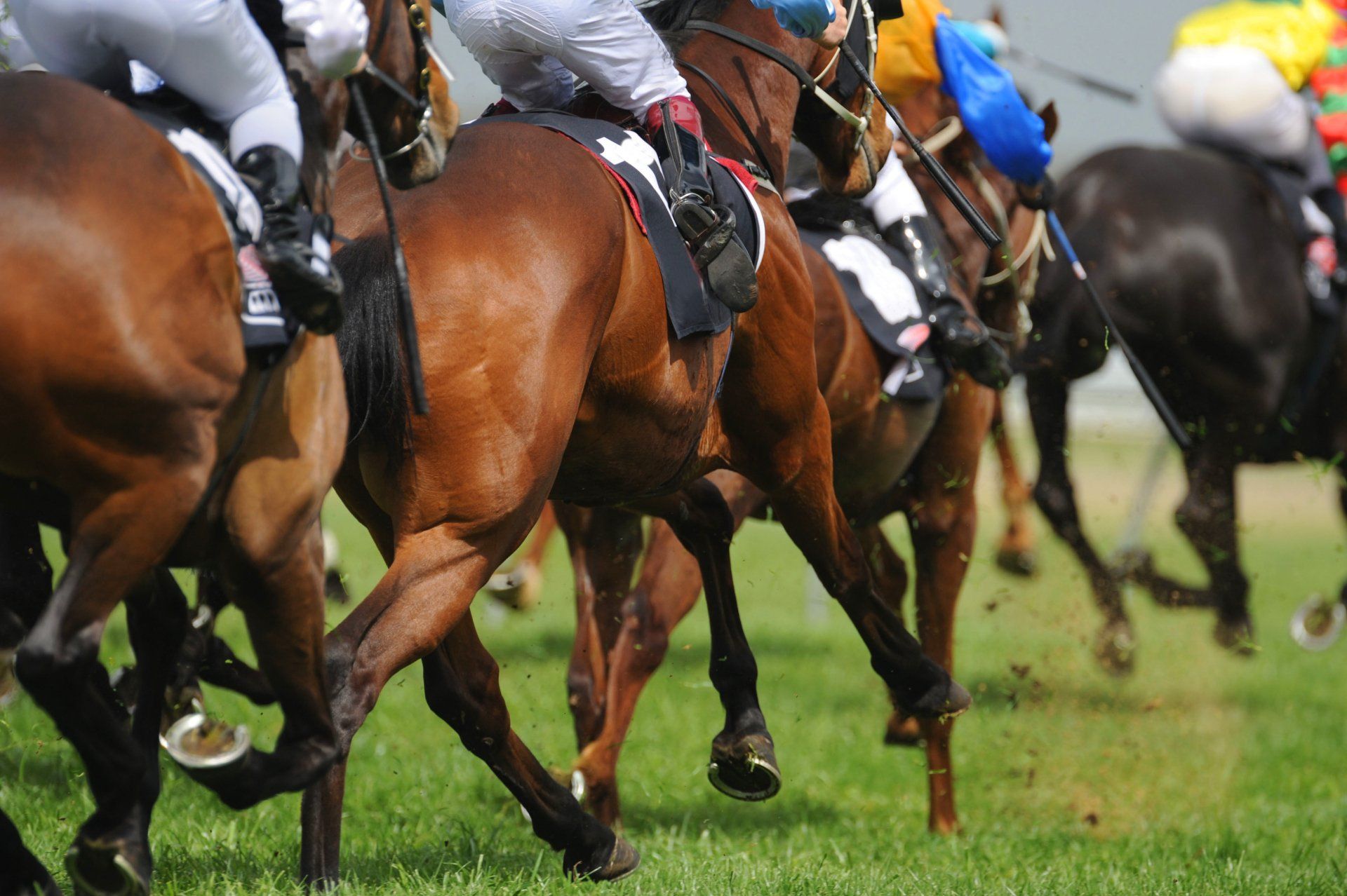 A group of horses are racing on a grassy field.