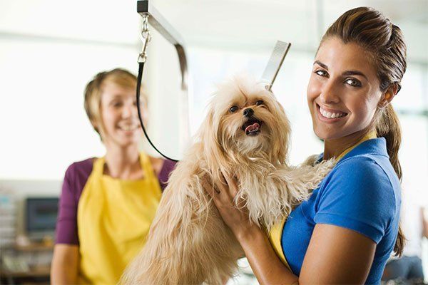 Pet Grooming Service — Arlington, TX — Pet Club