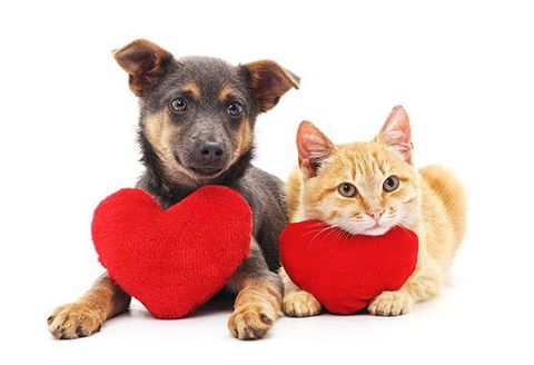 Good Dog — Arlington, TX — Pet Club Good Dog — Arlington, TX — Pet Club