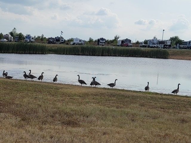Geese standing on a grassy bank of a pond, with RVs parked in the background under a cloudy sky.