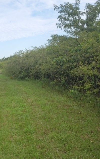 Green grassy field next to a dense row of green bushes under a cloudy blue sky.
