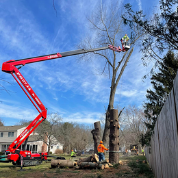 A man is cutting down a tree with a crane.