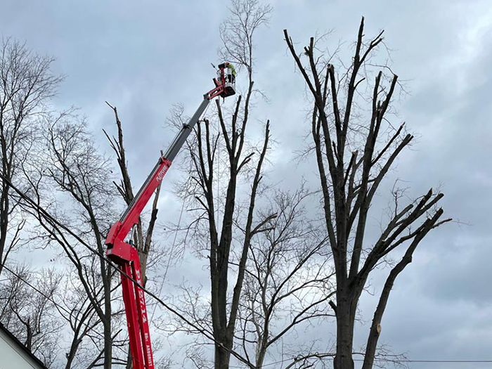 A red crane is cutting a tree with a cloudy sky in the background.