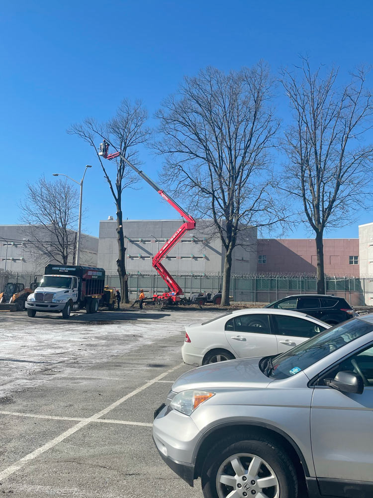 A crane is cutting a tree in a parking lot.