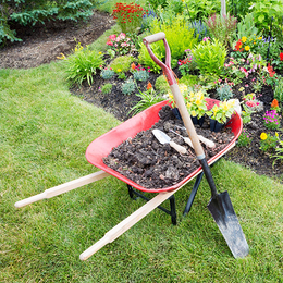 A wheelbarrow filled with dirt and a shovel in a garden.