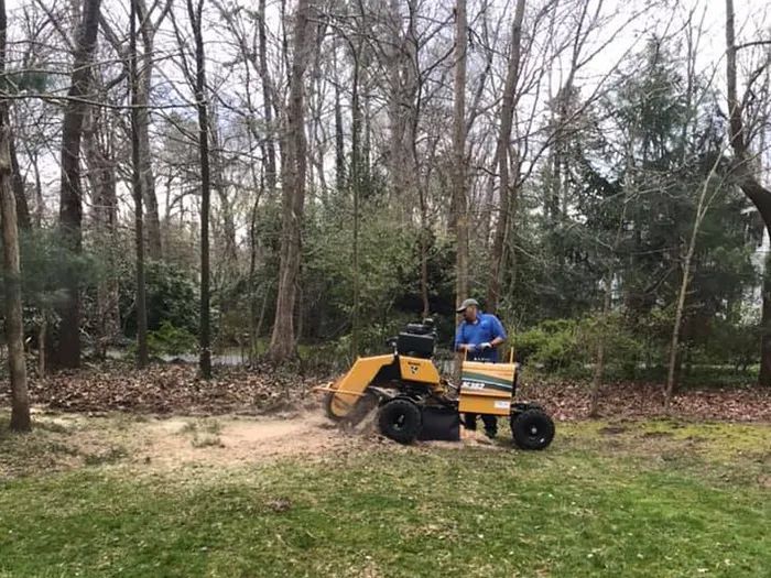 A man operates a yellow stump grinder in a wooded area, creating wood chips.