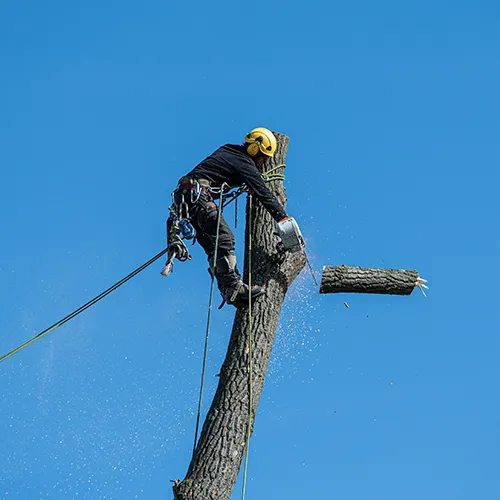 Arborist uses chainsaw to cut a tree limb, attached to the tree with safety ropes, against a bright blue sky.