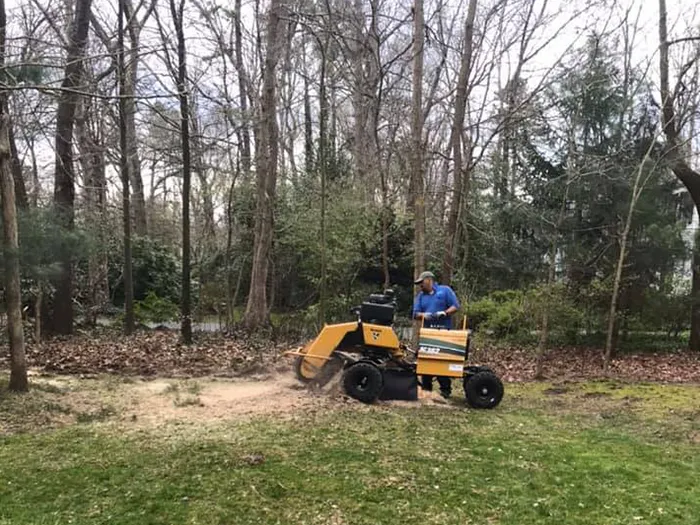 Man operating a stump grinder in a grassy yard, surrounded by trees.