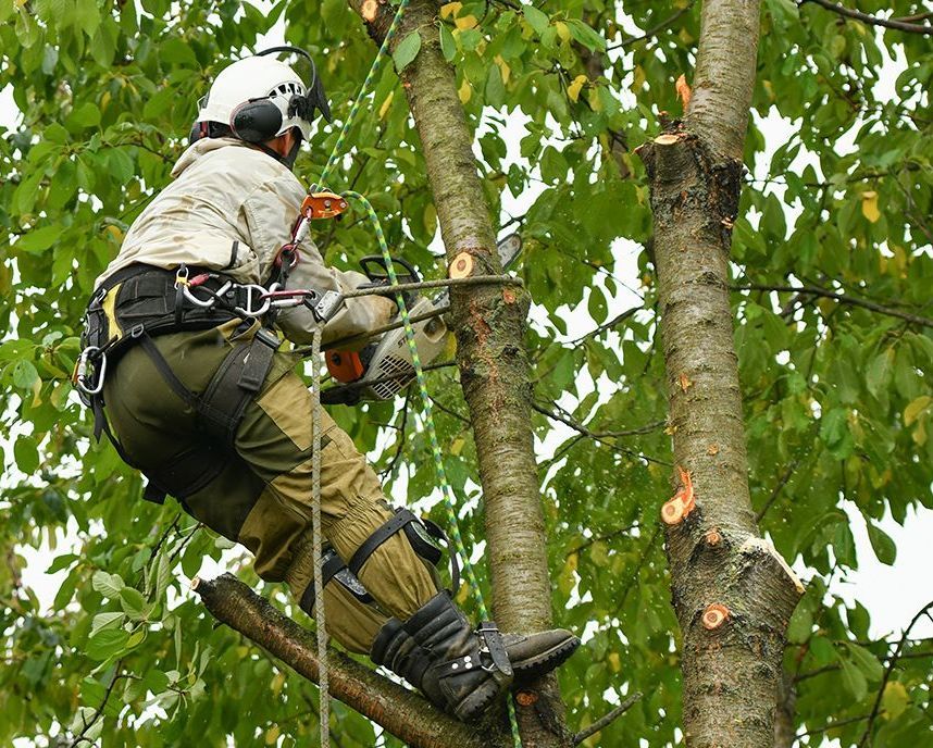 A man is cutting a tree with a chainsaw.